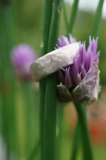 Archivbilder derGoldschmied